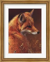 Curious Red Fox Fine Art Print