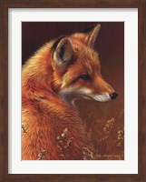 Curious Red Fox Fine Art Print