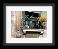 Dog on a Balcony in Cannaregio Fine Art Print