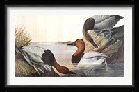 Canvas Backed Duck Fine Art Print