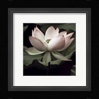 The Lotus I Fine Art Print