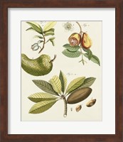 Breadfruit Fine Art Print