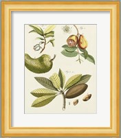 Breadfruit Fine Art Print