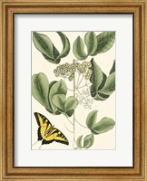 Butterfly and Botanical II Fine Art Print
