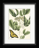 Butterfly and Botanical II Fine Art Print