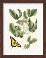 Butterfly and Botanical II Fine Art Print