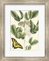 Butterfly and Botanical II Fine Art Print