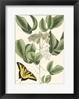Butterfly and Botanical II Fine Art Print