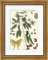 Butterfly and Botanical III Fine Art Print