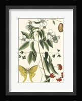 Butterfly and Botanical III Fine Art Print