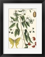 Butterfly and Botanical III Fine Art Print