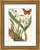 Butterfly and Botanical IV Fine Art Print