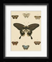 Heirloom Butterflies I Framed Print