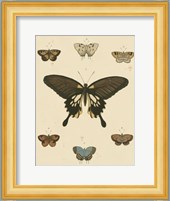 Heirloom Butterflies I Fine Art Print