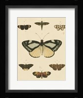 Heirloom Butterflies II Framed Print