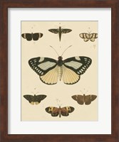 Heirloom Butterflies II Fine Art Print