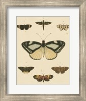Heirloom Butterflies II Fine Art Print