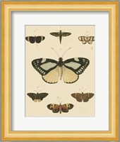 Heirloom Butterflies II Fine Art Print