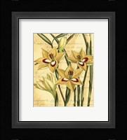 French Gladiola Framed Print