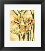 French Gladiola Fine Art Print
