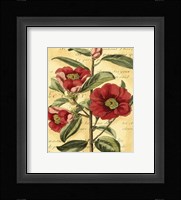 French Camelia Framed Print