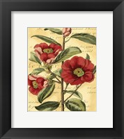French Camelia Fine Art Print