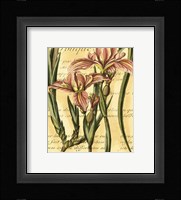 French Iris Framed Print