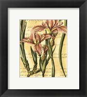 French Iris Fine Art Print