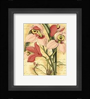 French Orchid Framed Print