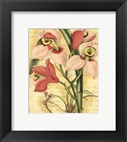 French Orchid Fine Art Print