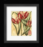 French Tulip Framed Print