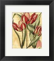 French Tulip Fine Art Print