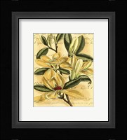 French Magnolia Framed Print
