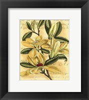 French Magnolia Fine Art Print
