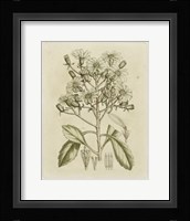 Tinted Botanical I Fine Art Print