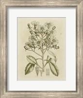 Tinted Botanical I Fine Art Print