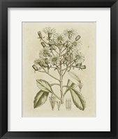 Tinted Botanical I Fine Art Print