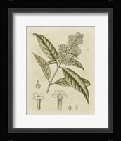Tinted Botanical II Fine Art Print