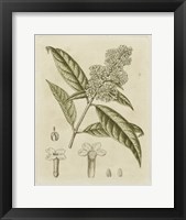 Tinted Botanical II Fine Art Print
