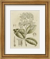 Tinted Botanical III Fine Art Print