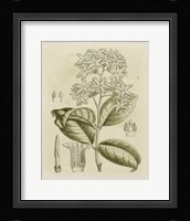 Tinted Botanical III Fine Art Print