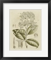 Tinted Botanical III Fine Art Print