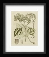 Tinted Botanical IV Fine Art Print
