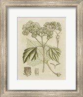 Tinted Botanical IV Fine Art Print