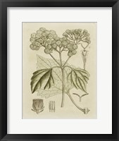 Tinted Botanical IV Fine Art Print