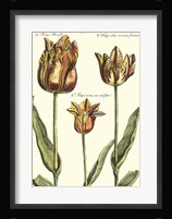 De Passe Tulipa I Framed Print
