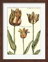 De Passe Tulipa I Fine Art Print