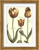 De Passe Tulipa II Fine Art Print