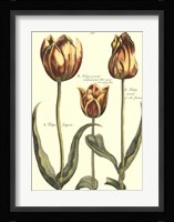 De Passe Tulipa II Fine Art Print
