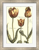 De Passe Tulipa II Fine Art Print